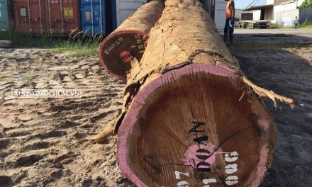 Tìm hiểu gỗ óc chó là gì đóng đồ gỗ dùng có bền không