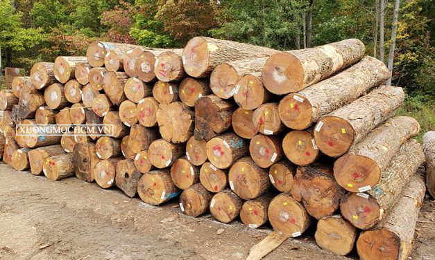 Tìm hiểu về gỗ Maple – Gỗ Thích